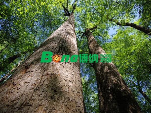 2018年木材資源進一步緊缺，運動木地